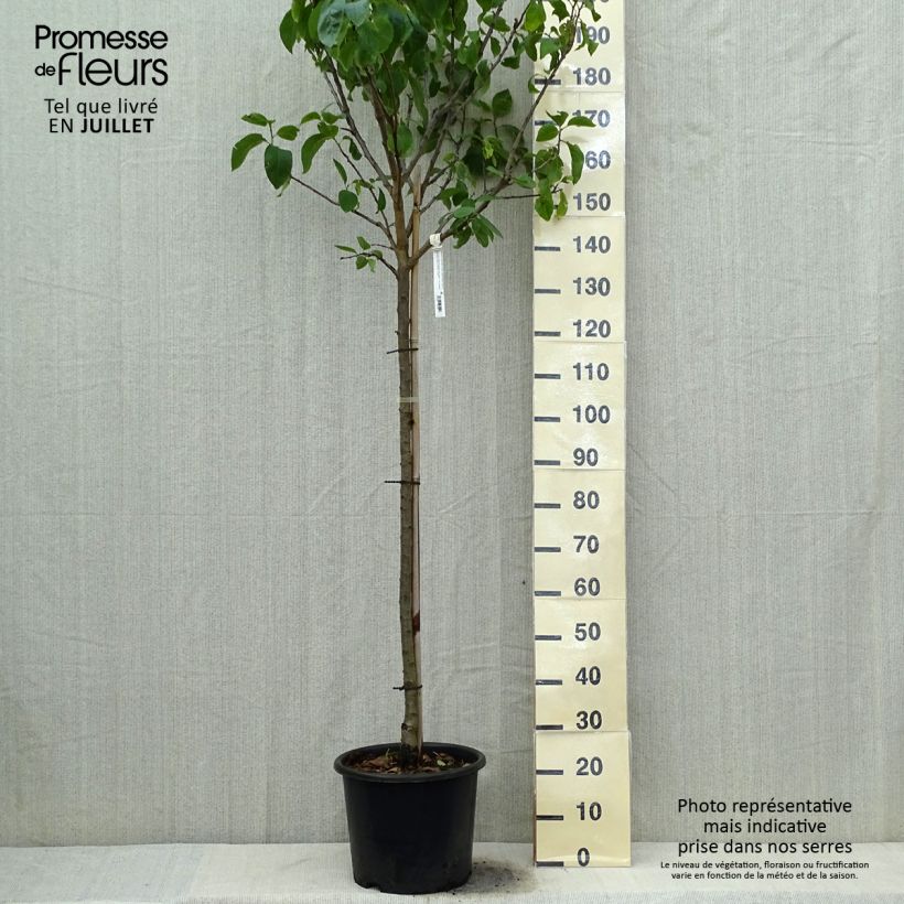 Example of Prunier Reine Claude Dorée ou verte as you get in ete