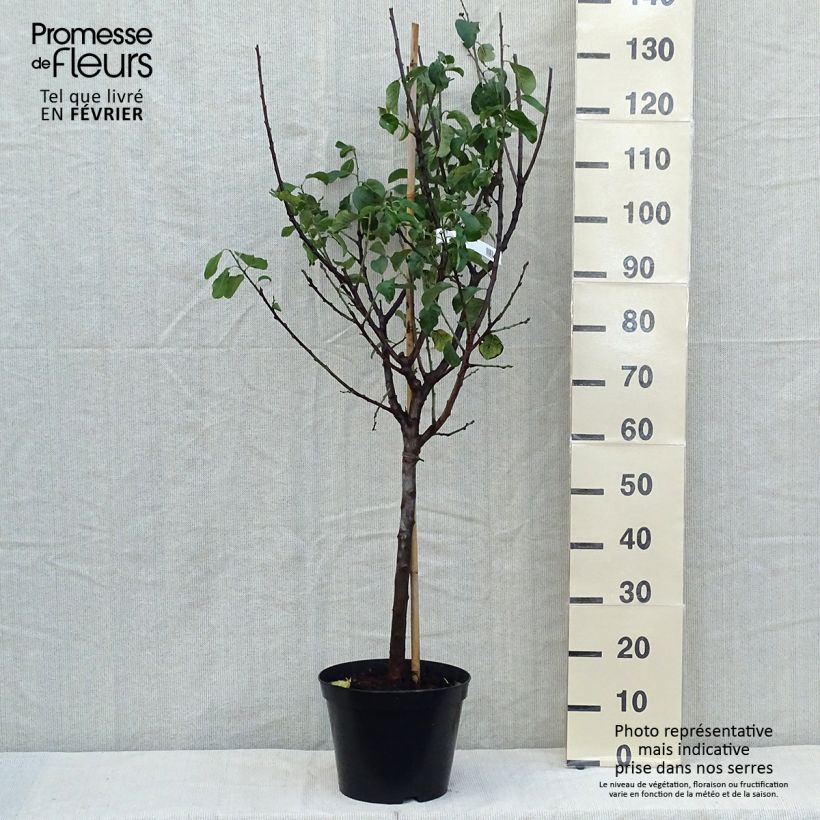 Spécimen de Prunier Reine Claude Moissac Pot de 7,5L/10L, Gobelet tel que livré en automne