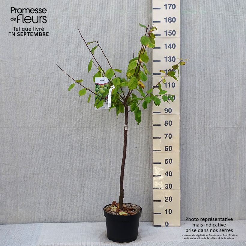 Spécimen de Prunier Reine Claude de Bavay Pot de 7,5L/10L, Gobelet tel que livré en automne