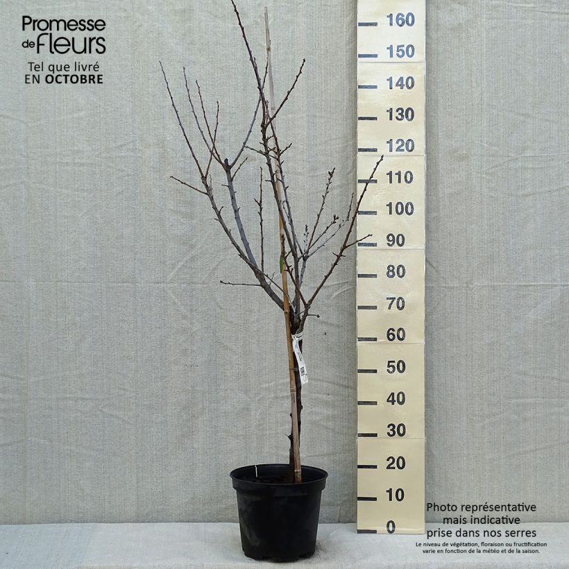 Spécimen de Prunier Reine Claude de Chambourcy Bio Pot de 7,5L/10L, Gobelet tel que livré en automne