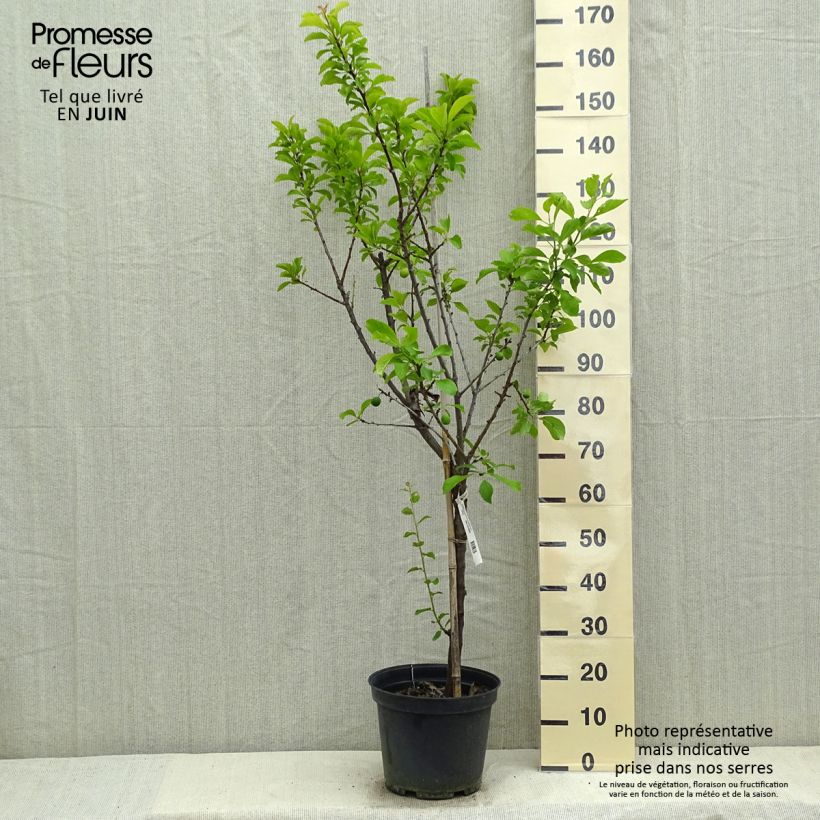 Spécimen de Prunier Reine Claude de Chambourcy Bio Pot de 7,5L/10L, GobeletHauteur livrée env. 140/160cm tel que livré au printemps