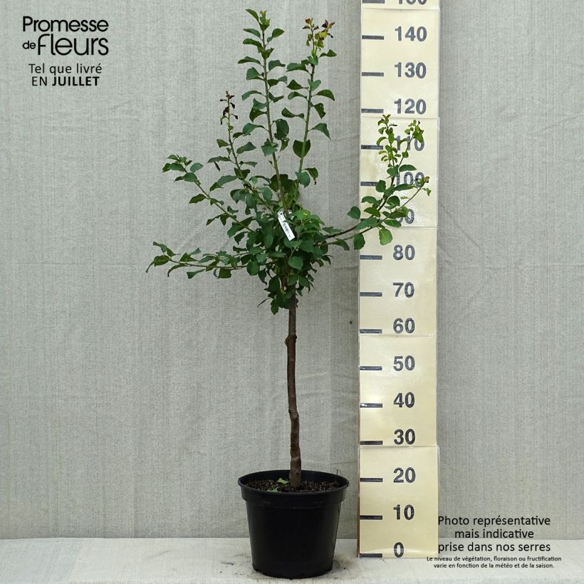 Spécimen de Prunier Reine Claude violette (d'Althan) Pot de 7,5L/10L tel que livré en été