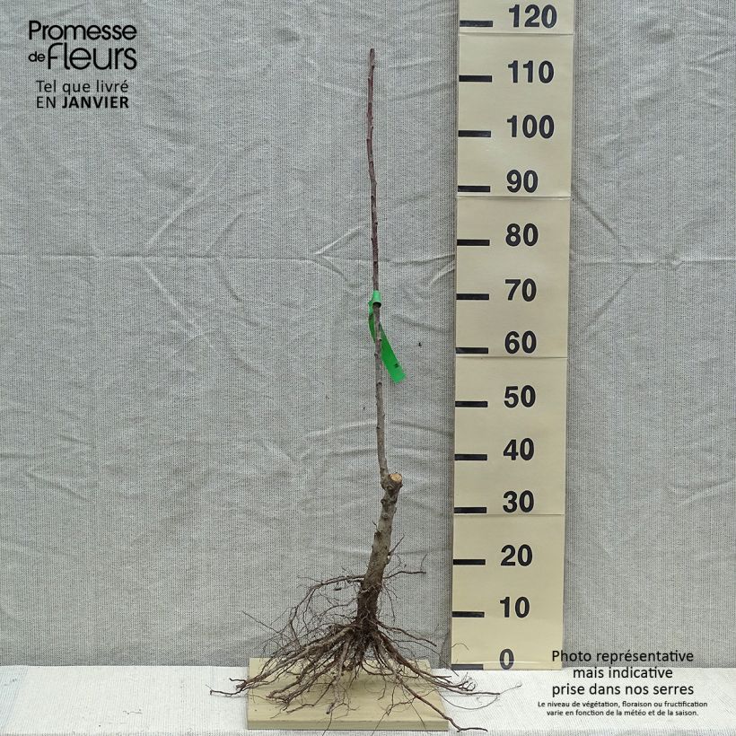 Spécimen de Prunier Thames Cross - Georges Delbard Grandes Racines nues, ScionHauteur livrée env. 90/120cm tel que livré en hiver