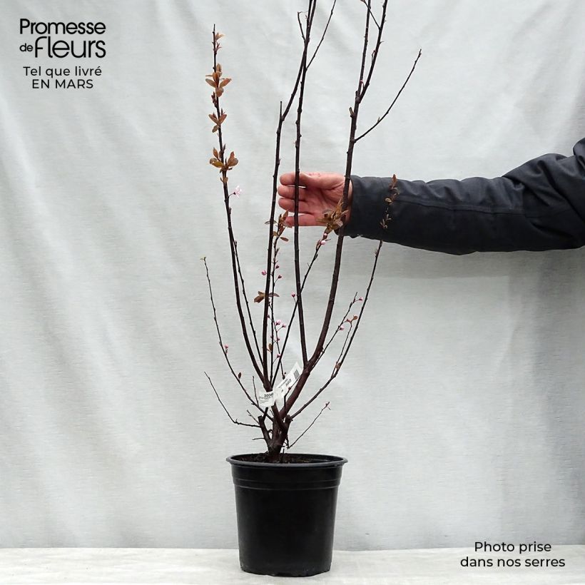 Spécimen de Prunier à fleurs - Prunus cerasifera Nigra Pot de 4L/5L tigette tel que livré au printemps