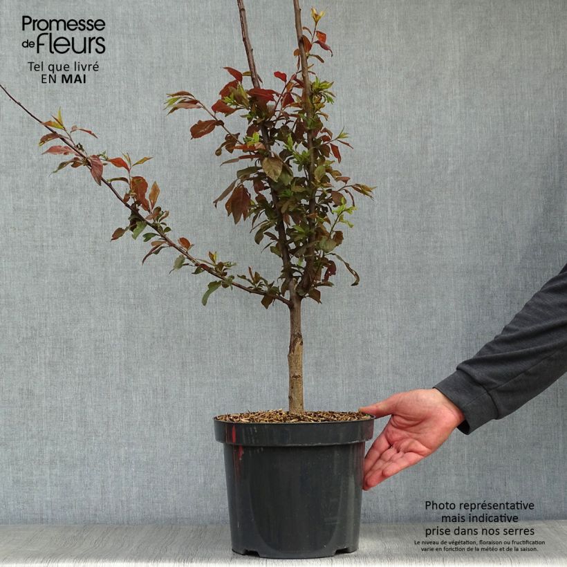 Spécimen de Prunier à fleurs - Prunus cerasifera Nigra Pot de 7.5L/10L  tel que livré au printemps