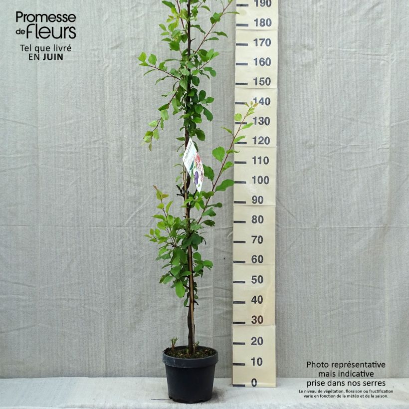 Spécimen de Prunier colonnaire Quetsche Toronto Pot de 6L/7L tel que livré au printemps