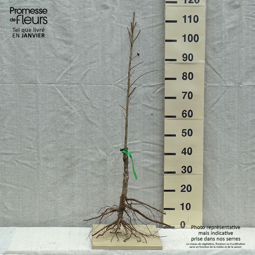 Spécimen de Prunier japonais Allo Bio - Prunus salicina Racines nues tel que livré en hiver