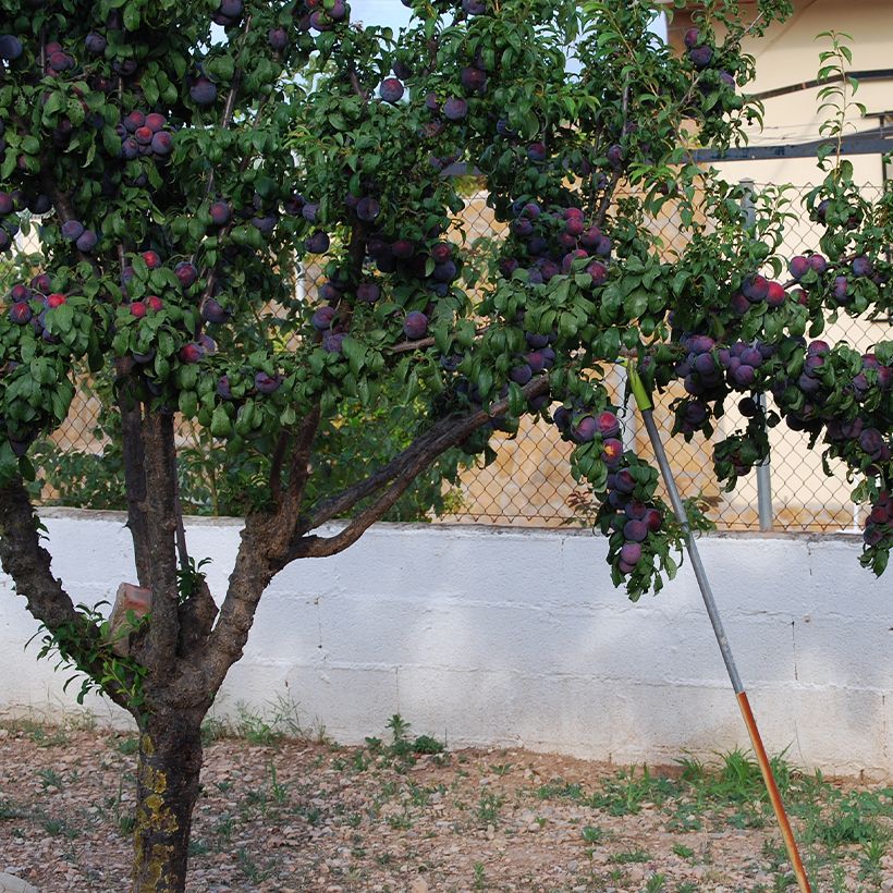 Prunier japonais Black Amber Bio - Prunus salicina (Port)
