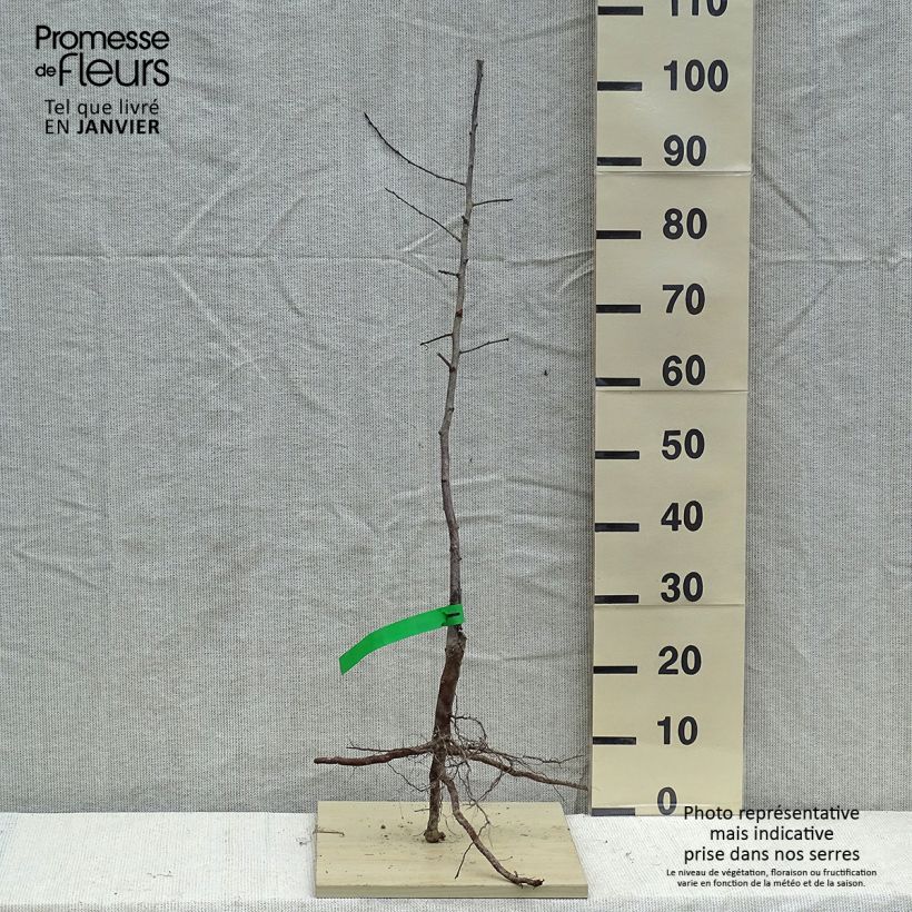 Spécimen de Prunier japonais Methley ou Metley Bio - Prunus salicina Racines nues tel que livré en hiver