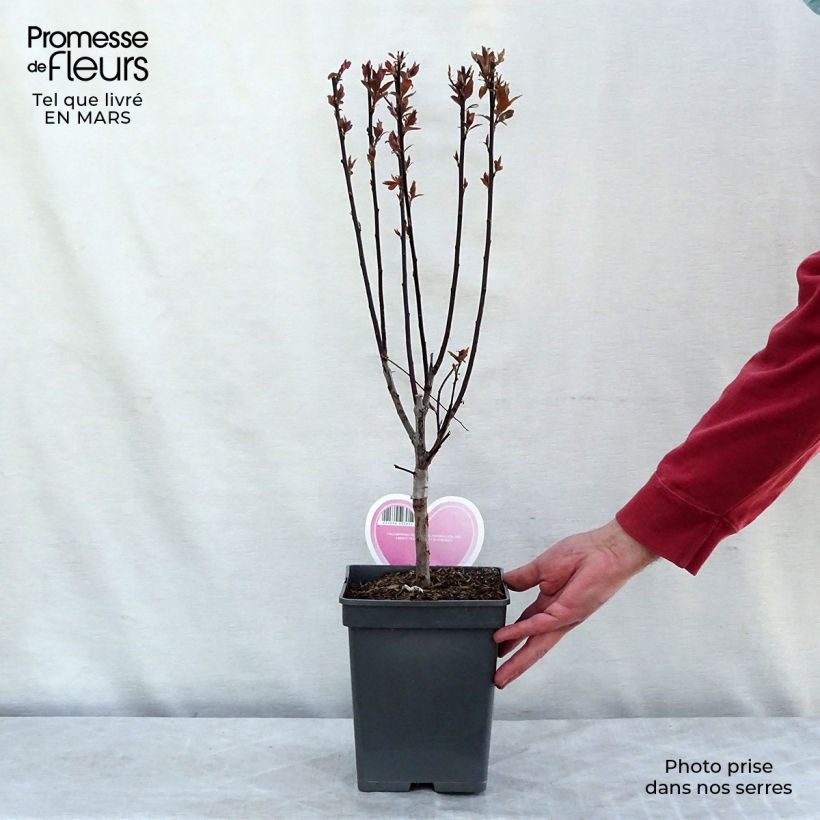 Spécimen de Prunier myrobolan - Prunus cerasifera Pissardii en pot de 4L/5L tel que livré au printemps