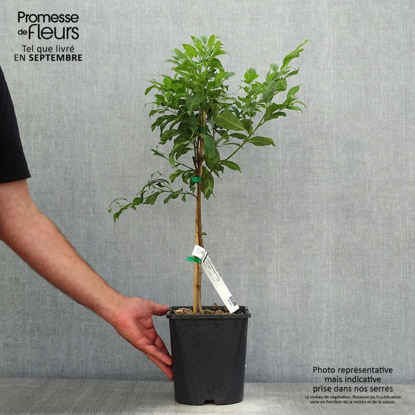 Spécimen de Prunier nain autofertile Fruit Me Plum Me Pot de 4L/5L, Nain tel que livré en automne