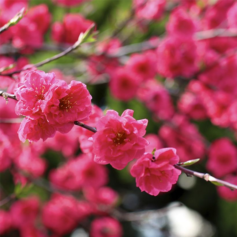 Pêcher à fleurs - Prunus persica Taoflora Red (Floraison)
