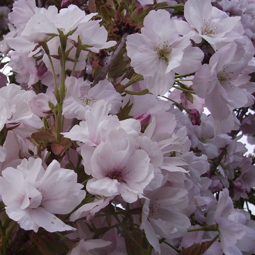 Prunus serrulata Amanogawa (Floraison)