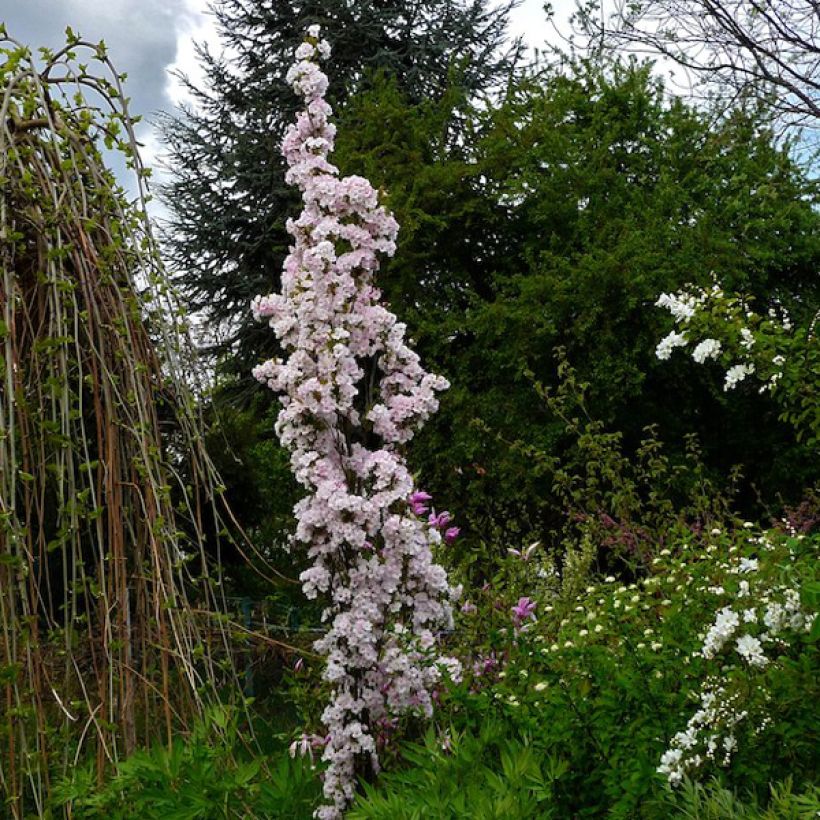 Prunus serrulata Amanogawa (Port)