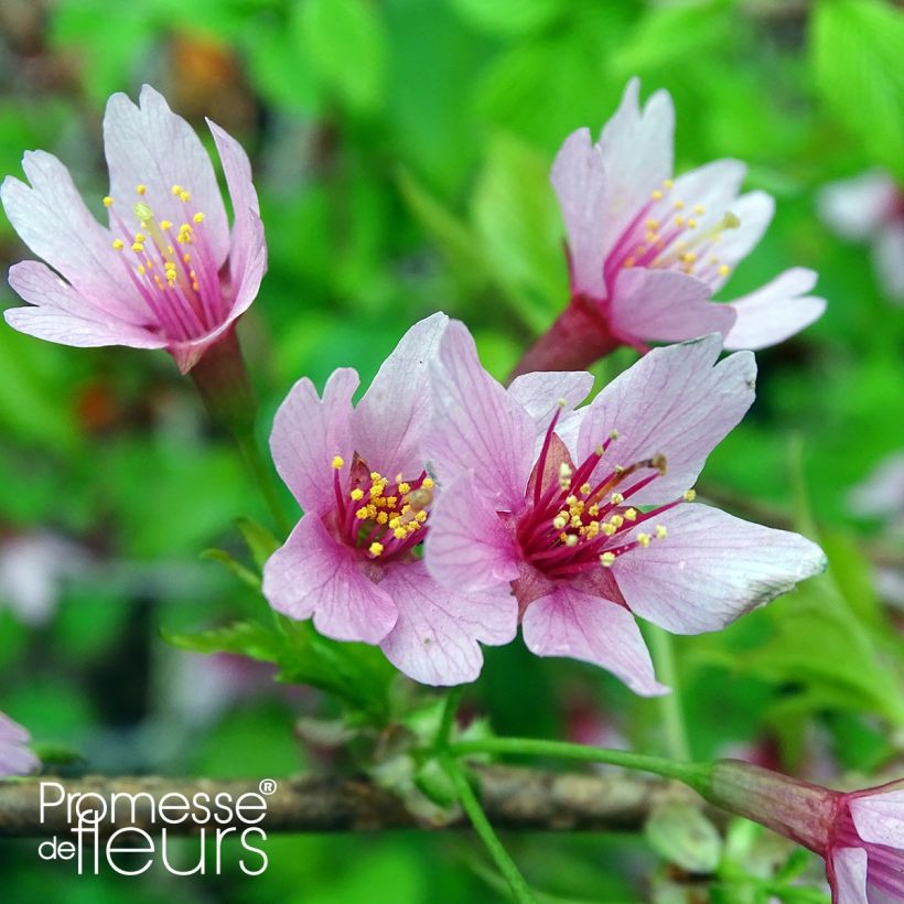 Prunus Okame - Cerisier à fleurs (Floraison)