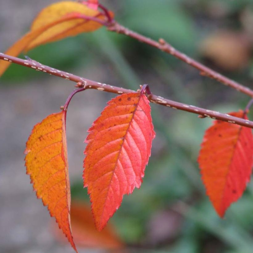 Prunus Okame - Cerisier à fleurs (Feuillage)