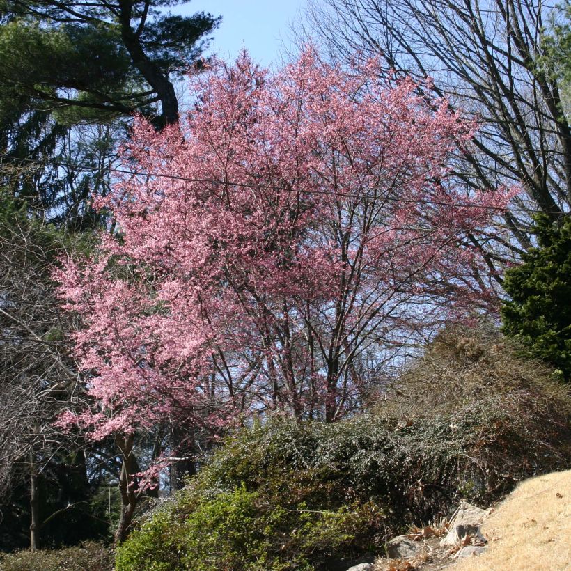 Prunus Okame - Cerisier à fleurs (Port)