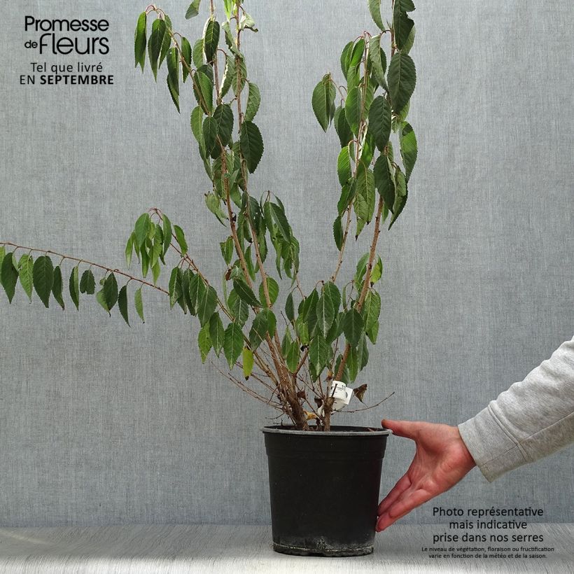 Spécimen de Prunus Okame - Cerisier à fleurs tel que livré en automne