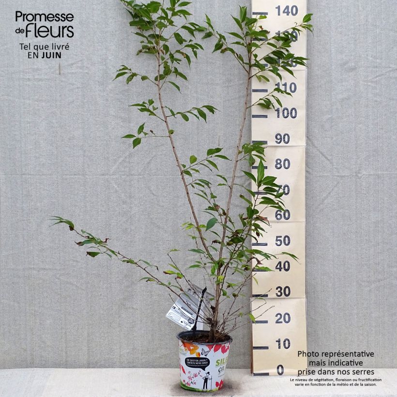 Spécimen de Prunus Okame - Cerisier à fleurs Pot de 4L/5L tel que livré en été