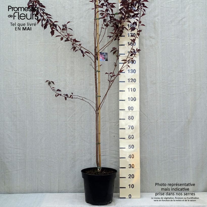 Spécimen de Cerisier du Japon - Prunus serrulata Royal Burgundy pot de 15L tel que livré au printemps