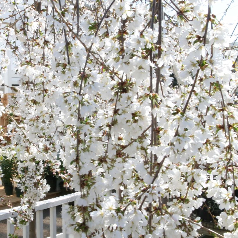 Cerisier à fleurs - Prunus Snow Fountains (Floraison)