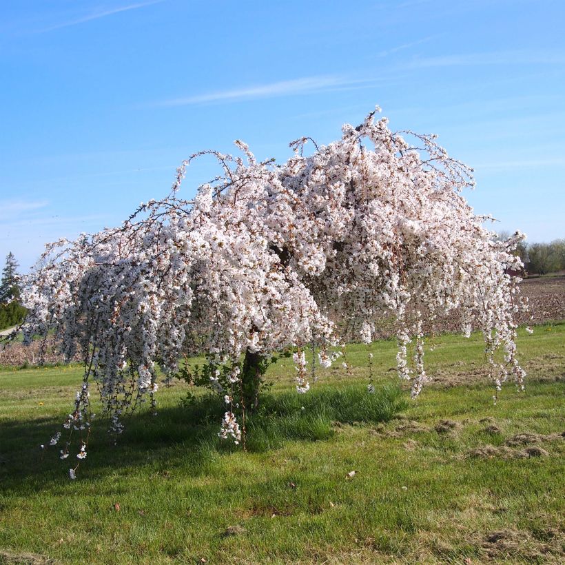 Cerisier à fleurs - Prunus Snow Fountains (Port)