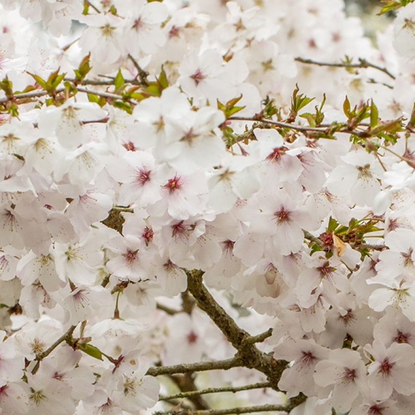 Prunus The Bride - Cerisier à fleurs  (Floraison)