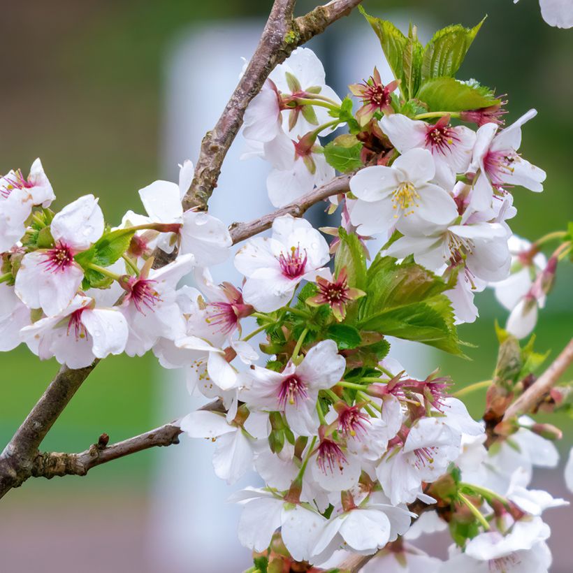 Cerisier à fleurs - Prunus Umineko (Floraison)