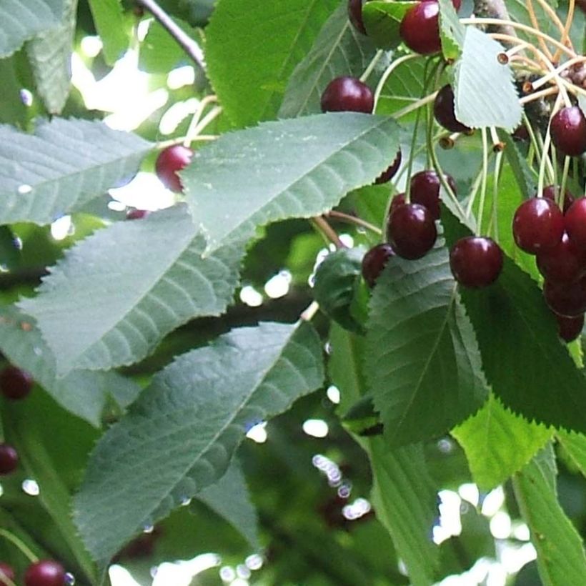 Cerisier Bigarreau Moreau - Prunus avium (Feuillage)