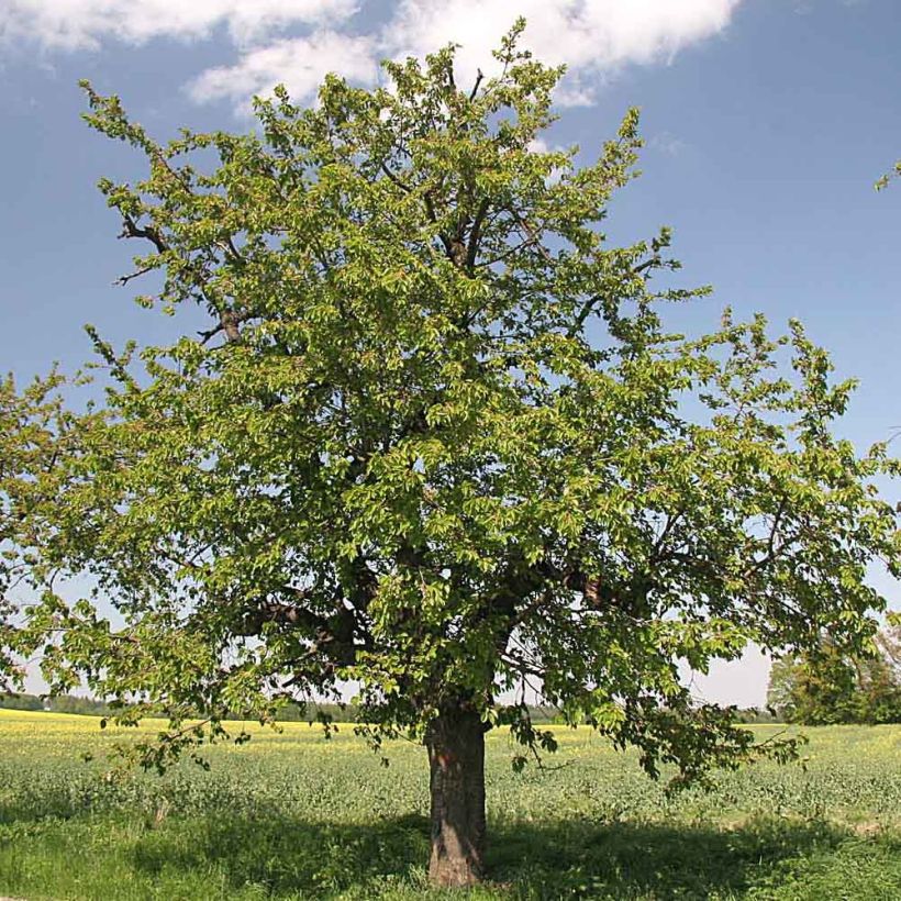 Cerisier Bigarreau Moreau - Prunus avium (Port)