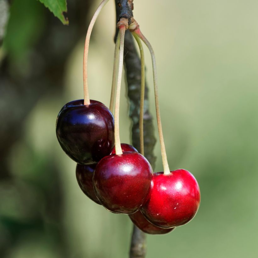 Cerisier Schneiders Späte Knorpelkirsche - Prunus avium  (Récolte)