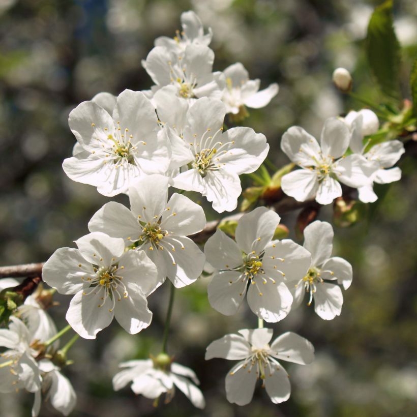 Cerisier Anglaise Hâtive - Prunus cerasus (Floraison)