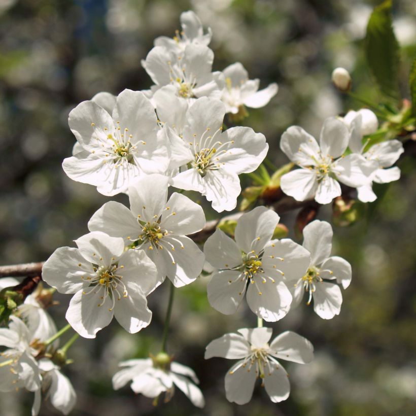 Cerisier Anglaise Hâtive Bio - Prunus cerasus (Floraison)