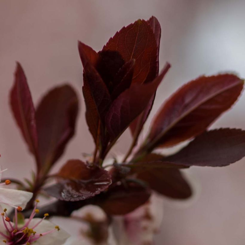 Prunus cistena - Prunier des sables (Feuillage)