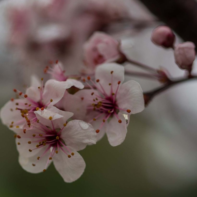 Prunus cistena - Prunier des sables (Floraison)