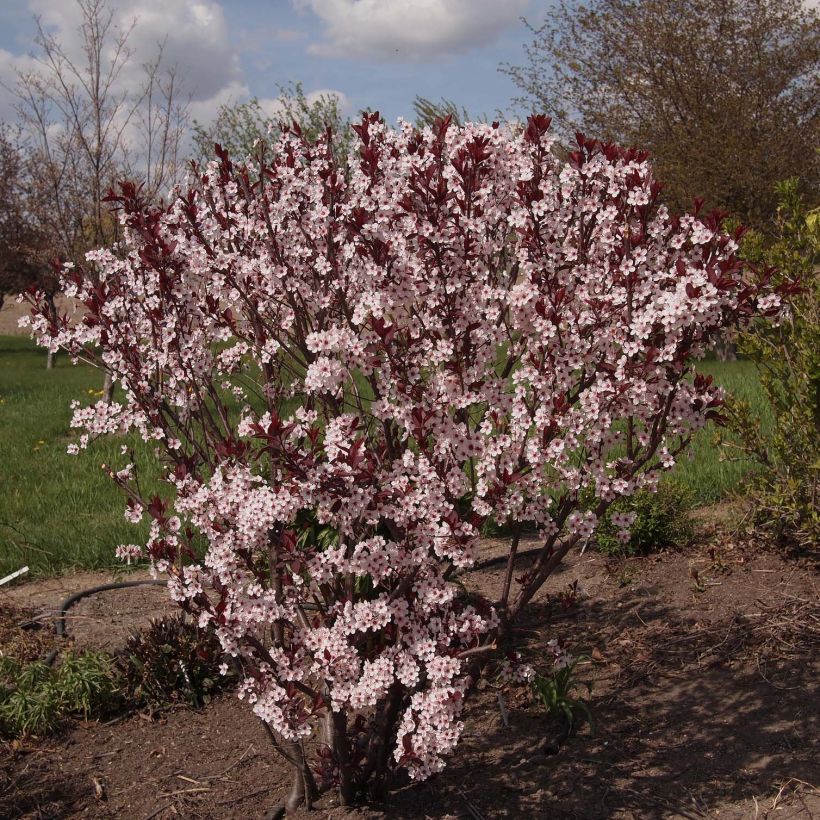 Prunus cistena - Prunier des sables (Port)