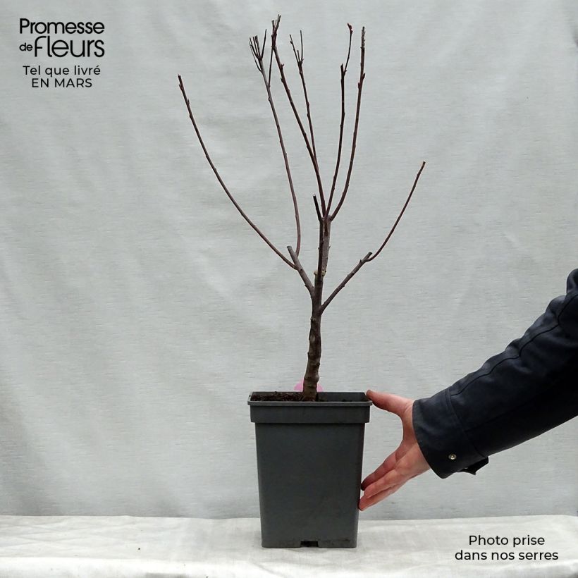 Spécimen de Prunus cistena - Prunier des sables tel que livré au printemps