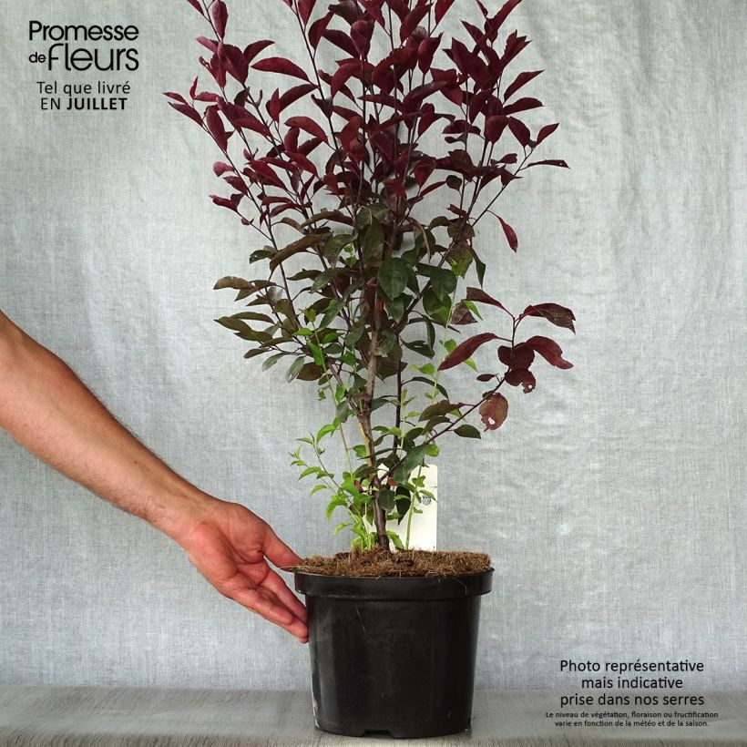 Spécimen de Prunus cistena - Prunier des sables Pot de 4L/5L tel que livré en été
