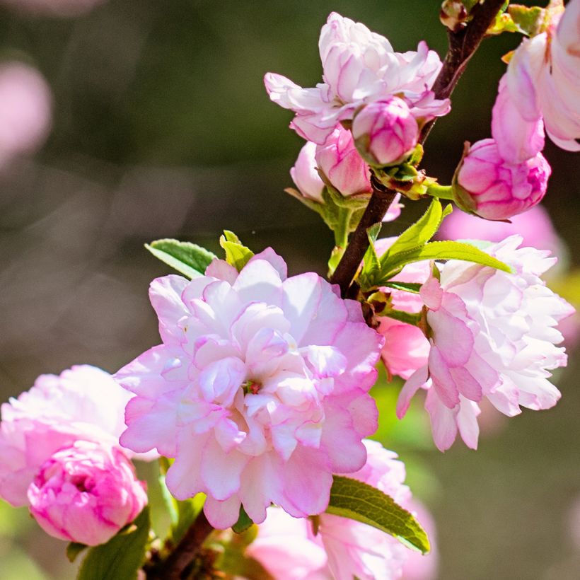 Cerisier à fleurs - Prunus glandulosa Sinensis (Floraison)