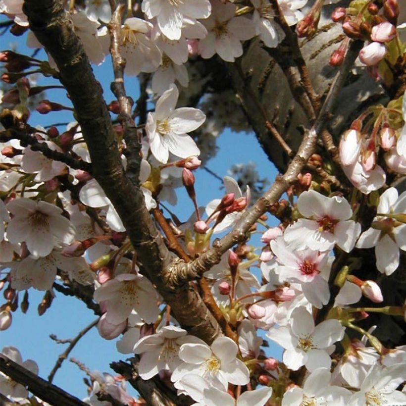 Cerisier à fleurs - Prunus hillieri Spire (Floraison)