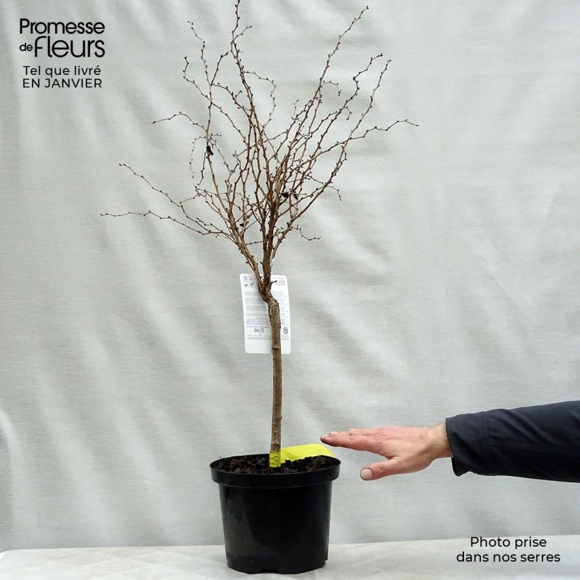 Spécimen de Cerisier à fleurs nain du Japon - Prunus incisa Kojo no mai tel que livré en hiver
