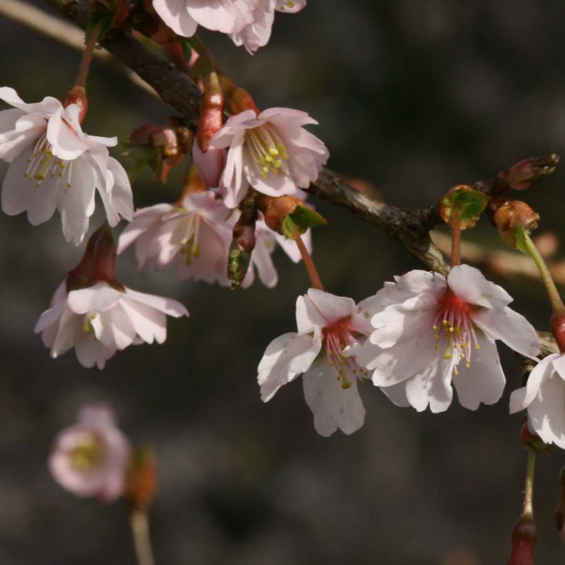 Cerisier à fleurs du Japon nain - Prunus incisa Mikinori (Floraison)