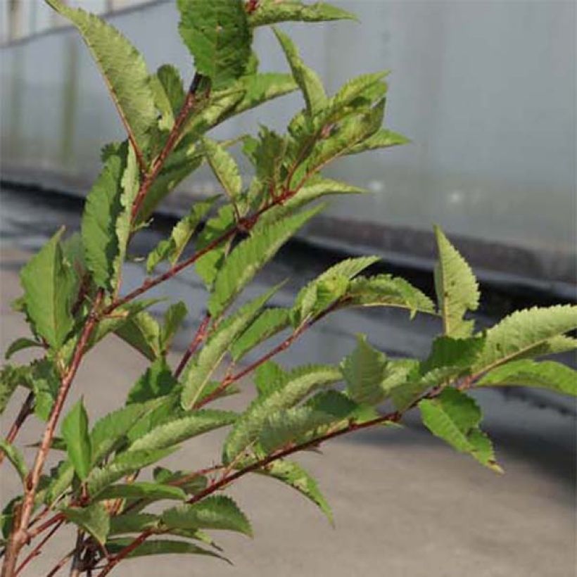 Cerisier à fleurs - Prunus kurilensis Ruby (Feuillage)