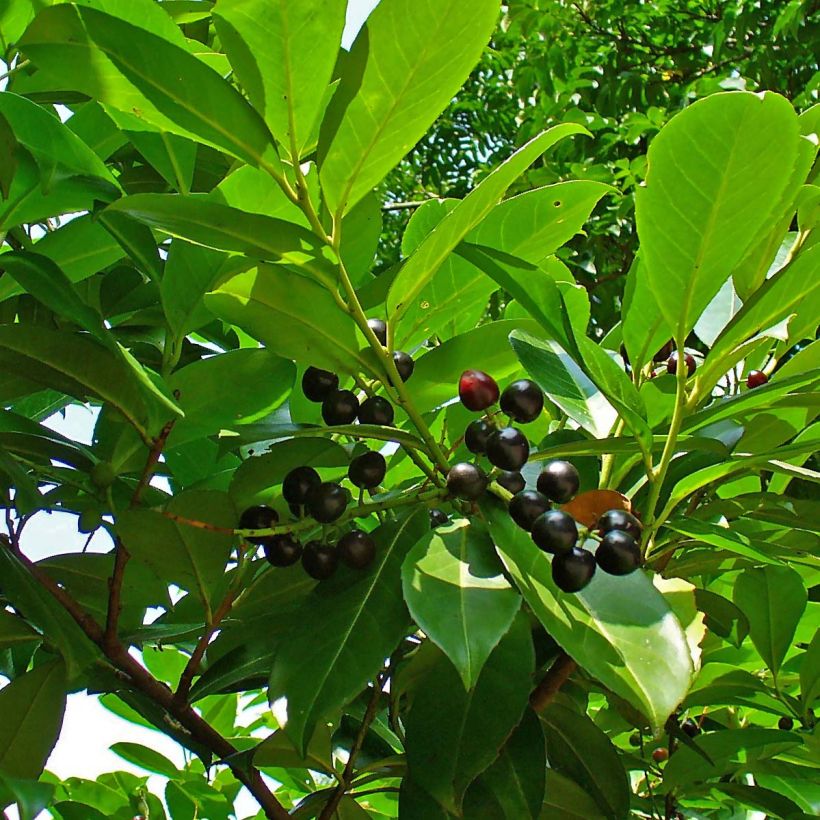 Laurier cerise - Prunus laurocerasus Etna (Feuillage)
