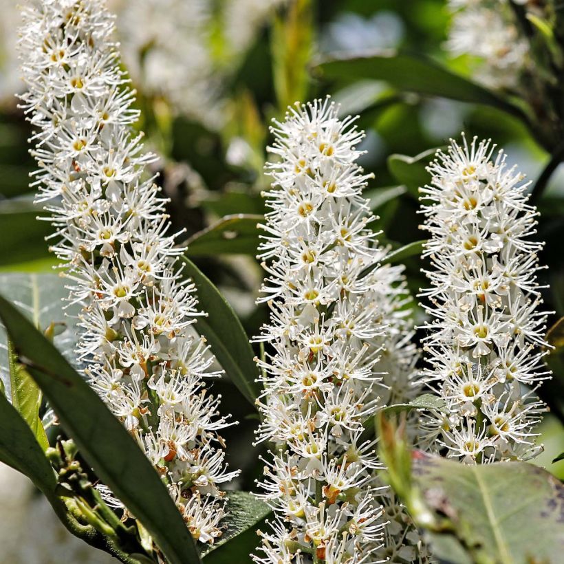 Laurier cerise - Prunus laurocerasus Etna (Floraison)