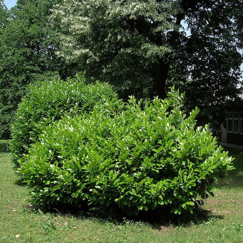 Laurier cerise - Prunus laurocerasus Etna (Port)