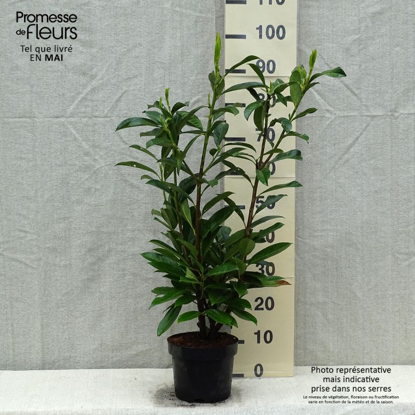 Spécimen de Laurier cerise -  Prunus laurocerasus Caucasica - Laurier Palme - Laurier du Caucase Pot de 3L/4LHauteur livrée env. 50+/-cm tel que livré au printemps