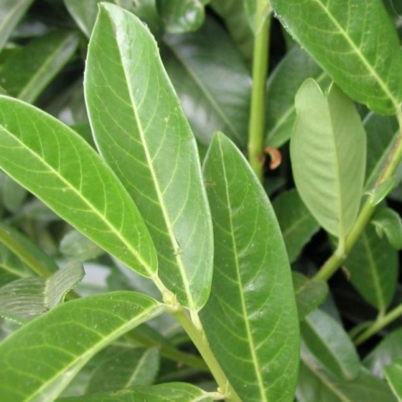 Laurier Cerise Genolia, Prunus laurocerasus Genolia, Laurière Genolia (Feuillage)