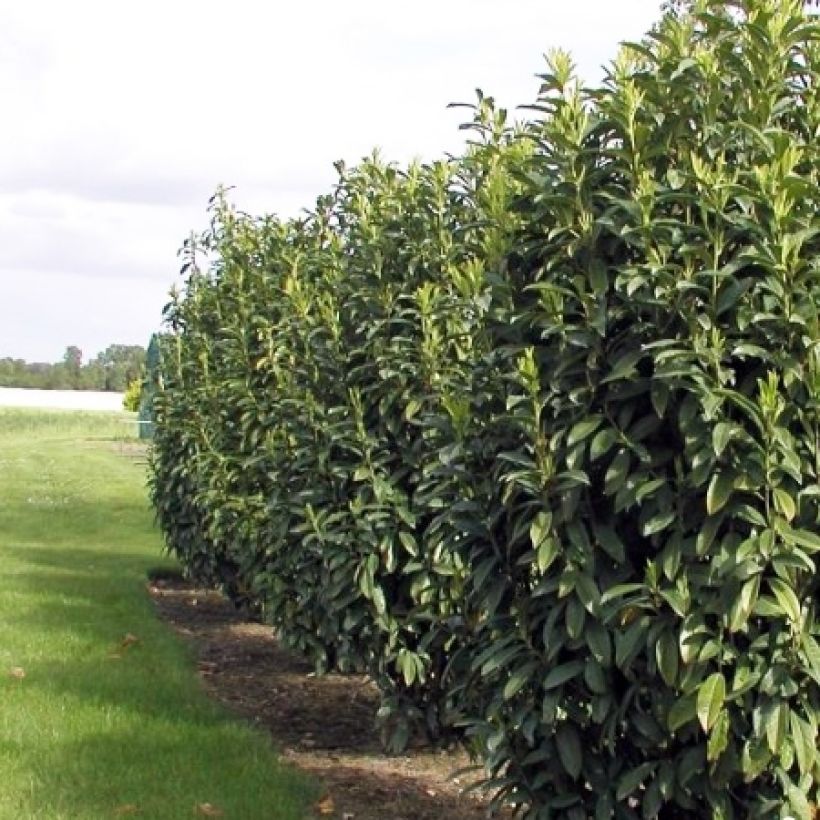 Laurier Cerise Genolia, Prunus laurocerasus Genolia, Laurière Genolia (Port)