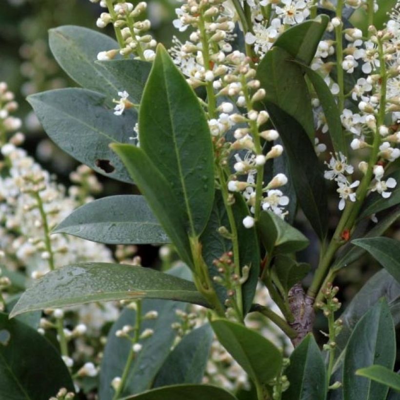 Laurier Cerise - Prunus laurocerasus Mano (Feuillage)